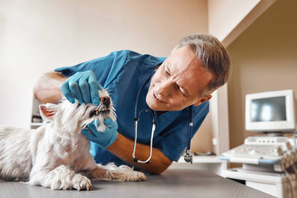 Best Pediatric Emergency Dentist in Wolfdale, PA